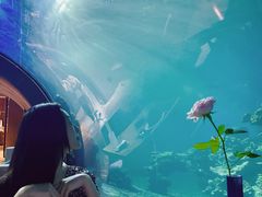 -海棠湾洲际-涛·海底餐厅·美人鱼·自助餐·海底隧道