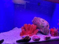 -上海海洋水族馆