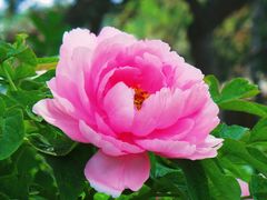 -国家植物园南园