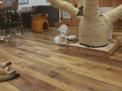 -袖虎·猫馆(体育西路店)
