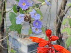 -深圳国际园林花卉博览园