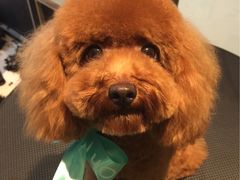 -Oh My Dog宠物沙龙(伊珊娜皮毛护理店)