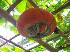 北京观光南瓜园&nbsp;(32)-观光南瓜园