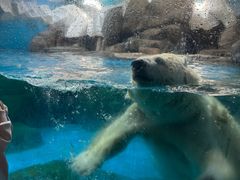 -海合安武汉极地海洋公园