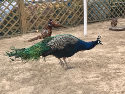 -萌宠亲子动物乐园(槐房万达店)