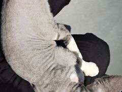 -琪喵猫屋·撸猫猫咖·猫舍