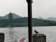 -杭州西湖柳莺里酒店