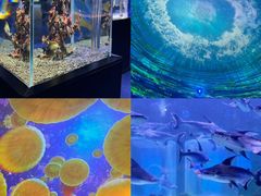 -海合安天津极地海洋公园
