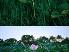 -嘉北郊野公园