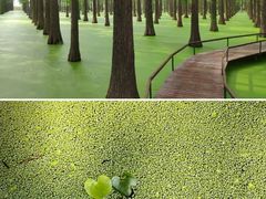 -渌洋湖湿地公园
