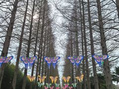 -黄海国家森林公园