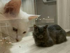-飞行喵MR PILOT|猫舍·猫咖(静安大融城店)