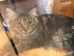 -Pets First伊珊娜洗护·精致美容·家庭式寄养(新会路店)