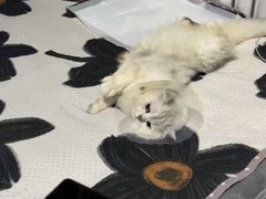 -中农国际动物医院24小时·猫科·骨科·急重症中心