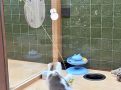 -帕帕拉兹宠物(亚洲旗舰店)