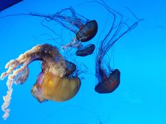 -太平洋海底世界