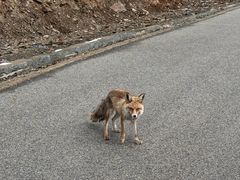 -羊卓雍措