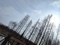 -黄海国家森林公园