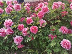 -洛阳市隋唐城遗址植物园
