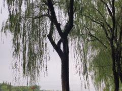 -昆山城市生态森林公园