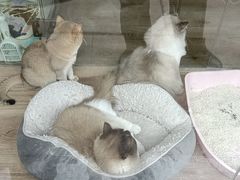 -派联宠物医院·24h·CT·异宠