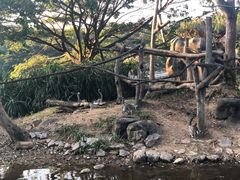 -清迈夜间动物园