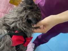 -创凡宠物医院·骨专科  猫科中心(西乡分院)