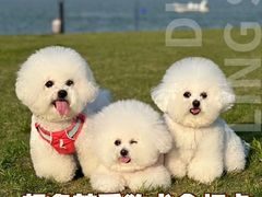 -萌宠之家·腊肠犬·马尔泰·小体犬舍