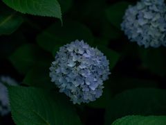-上海滨江森林公园
