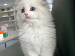 -顺强宠物诊所·狂犬免疫·夜诊·骨科(嘉定店)