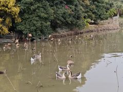 -海珠湖公园