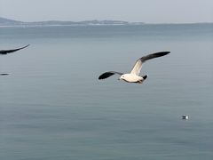 -悦海公园