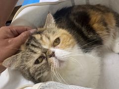 -美联众合动物医院·24h京西诊疗中心