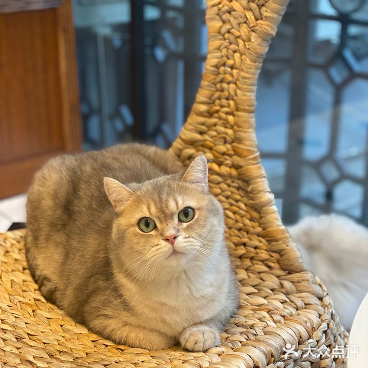 上海撸猫|这家猫咖也太解压了