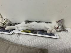 -创凡宠物医院·骨专科  猫科中心(西乡分院)