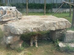 picture-上海浦东康桥绿地假日酒店