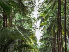 -西双版纳傣族园