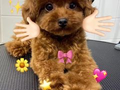 -Oh My Dog宠物沙龙(伊珊娜皮毛护理店)