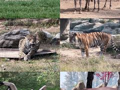 -北京野生动物园