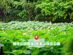 -陈家山荷花公园