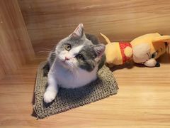 -喵百万·布偶·蓝金金渐层英短·猫舍(百子湾店)