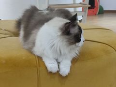 -1013 PET SHOP精品宠物商店(丁香店)