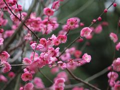 -章华寺