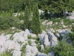 -原山国家森林公园