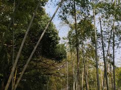 -苏州上方山国家森林公园