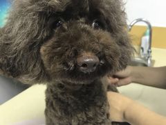 -美联众合动物医院(·中兽医·疑难杂症·严家桥分院)