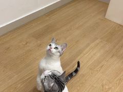 -有喵·猫咖·狗咖·30几只猫10只小狗(岗厦店)