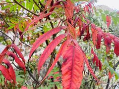 -云岫谷游猎自然风景区