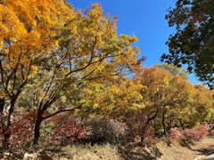 -北京西山国家森林公园