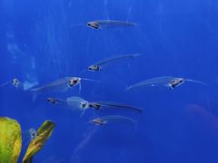 -上海海洋水族馆